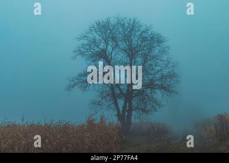 un seul arbre sur le terrain pendant la journée brumeuse Banque D'Images