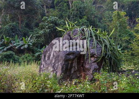 Vue sur le paysage de selenicereus undatus, le fruit du dragon ou pitahaya cactus, croissant sur une roche avec fond forestier en Thaïlande rurale Banque D'Images