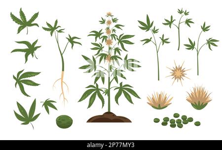 Plante de cannabis. Feuilles de mauvaises herbes vertes et graines de plantes, bouquet de dessins animés d'inflorescences de bourgeons de marijuana, feuillage de chanvre sauvage de style plat. Ensemble vectoriel isolé Illustration de Vecteur