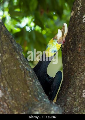 Un grand Hornbill se trouve dans un arbre de la pagode Saravoan Techo à Phnom Penh, au Cambodge. Banque D'Images