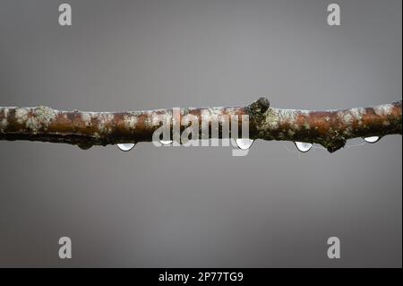 Rosée du matin sur une branche d'arbre. Gouttelettes. Gouttes. Eau. Photo minimaliste. Banque D'Images