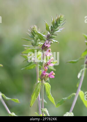 Odontites litoralis ssp. Fennicus, communément appelé sel Bartsia ou Red Bartsia, plante endémique de Finlande Banque D'Images