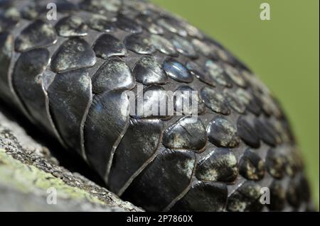 Adder (Vipera berus) gros plan de l'échelle sur le mâle sur la roche couverte de lichen, Cheviot Hills, parc national de Northumberland, Northumberland, Angleterre Banque D'Images