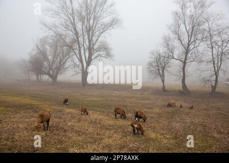 Un troupeau de chèvres brunes s'est rassemblé dans un champ herbacé couvert de brouillard, paisiblement parmi les arbres Banque D'Images