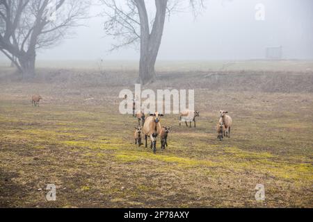 Un troupeau de chèvres brunes s'est rassemblé dans un champ herbacé couvert de brouillard, paisiblement parmi les arbres Banque D'Images