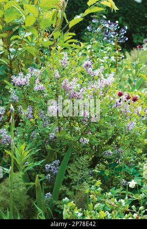 Syringa meyeri 'Palibinn' lilas pourpre à la frontière du jardin de campagne Banque D'Images