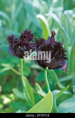 Tulipa 'Parrot noir' violet foncé à franges fleur de tulipe irrégulière Banque D'Images