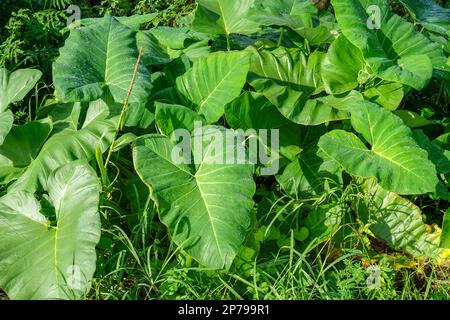 Gros plan, photo en grand angle de la feuille de taro vert de la fleur de valadi sont mouillés par la pluie Banque D'Images