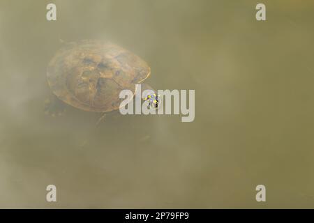 Goiania, Goias, Brésil – 04 mars 2023 : une tortue nageant avec sa tête qui dépasse de l'eau dans un étang. Banque D'Images