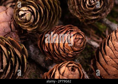 Des cônes de pin brun sec se sont rassemblés dans une forêt sur le sol gros plan. Banque D'Images