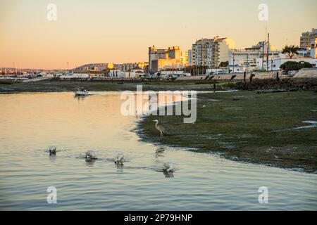 Oiseaux dans les eaux de Ria Formosa avec la ville de Faro comme arrière-plan, Algarve, Portugal Banque D'Images