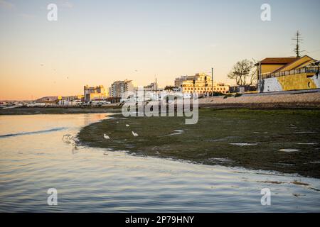 Oiseaux dans les eaux de Ria Formosa avec la ville de Faro comme arrière-plan, Algarve, Portugal Banque D'Images