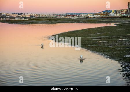 Oiseaux dans les eaux de Ria Formosa avec la ville de Faro comme arrière-plan, Algarve, Portugal Banque D'Images