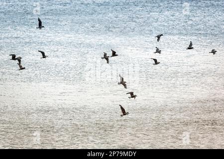 Troupeau de mouettes volant au-dessus de la mer du Nord, Yorkshire, Angleterre, Grande-Bretagne Banque D'Images