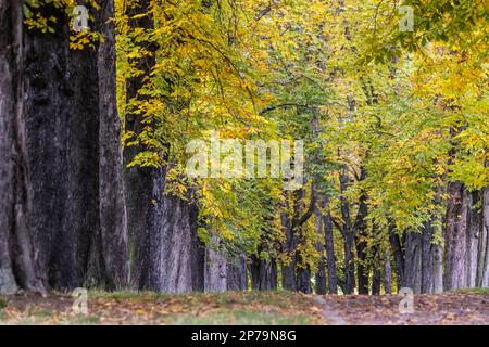 Automne au parc Rosenstein, avenue aux châtaignes aux couleurs automnales, Stuttgart, Bade-Wurtemberg, Allemagne Banque D'Images