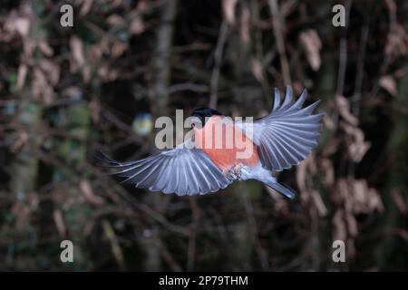 Bullfinch eurasien (Pyrrhula pyrrhula), mâle approchant, Rhénanie-du-Nord-Westphalie, Allemagne Banque D'Images
