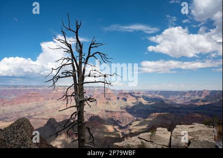 Un arbre mort brun desolate perché au sommet d'une falaise déchiquetée, entouré de grandes pierres Banque D'Images