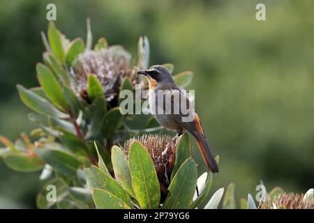 Cape Robin-chat (Cossypha caffra), adulte, homme, sur fleur, Protea, Jardins botaniques de Kirstenbosch, le Cap, Afrique du Sud Banque D'Images