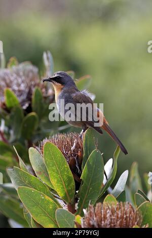 Cape Robin-chat (Cossypha caffra), adulte, homme, sur fleur, Protea, Jardins botaniques de Kirstenbosch, le Cap, Afrique du Sud Banque D'Images