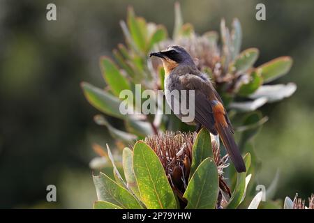 Cape Robin-chat (Cossypha caffra), adulte, homme, sur fleur, Protea, Jardins botaniques de Kirstenbosch, le Cap, Afrique du Sud Banque D'Images