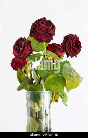 Bouquet de roses rouges mourantes décolorées dans un vase isolé sur fond blanc. Banque D'Images