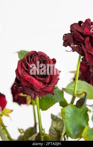 Bouquet de roses rouges mourantes décolorées dans un vase isolé sur fond blanc. Banque D'Images