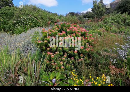 Protea Mimetes fimbrifolius (Protea Mimetes fimbrifolius), fleur, floraison, rose, famille de l'argousier, Arbuste nain, Kirstenbosch Botanical Banque D'Images
