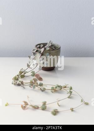 Plante d'intérieur panachée à cordes de coeurs (Ceropagia woodii variegata), dans un pot en céramique, isolée sur fond blanc. Plante vinicole en portrait. Banque D'Images