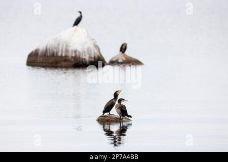 Grand cormoran (Phalacrocorax carbo), oiseaux reposant sur des rochers dans la mer, Ottenby, Oeland, province de Kalmar, Suède Banque D'Images