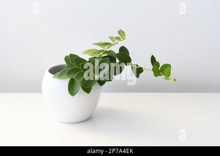 Hoya cumingiana, dans un pot blanc isolé sur fond blanc. Une plante de vinage avec des feuilles vertes. Orientation paysage. Banque D'Images