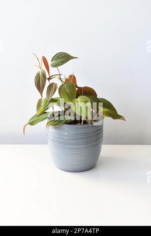 Philodendron micans, une maison aux feuilles en forme de coeur et à la texture de velours, isolée sur fond blanc dans un pot gris. Orientation portrait. Banque D'Images