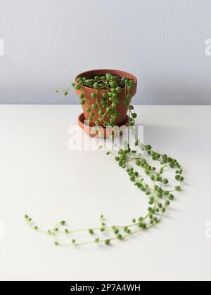 Senecio rowleyanus, guirlande de perles, feuilles vertes rondes dans un pot en terre cuite. Plante de vinage, isolée sur fond blanc. Banque D'Images