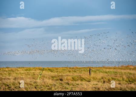 Les oies nataisent dans le parc national de la mer des Wadden Banque D'Images