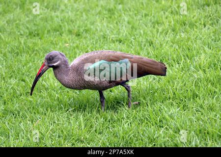 Hadada ibis (Bostrychia hagedash) à la recherche de nourriture dans un pré, Fuerteventura, Espagne, Morro Jable Banque D'Images