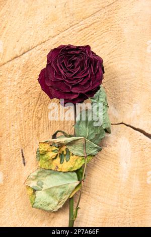 Tige de rose rouge séchée sur une surface en bois vue de dessus gros plan. Banque D'Images
