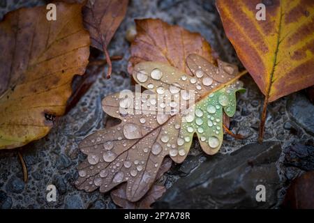 Gouttes d'eau sur la feuille, automne, Hohenlohe, Bade-Wurtemberg, Allemagne Banque D'Images