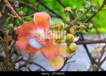 Fleur du Cannonball (Couroupita guianensis) à Esplanade Park, Singapour. Banque D'Images