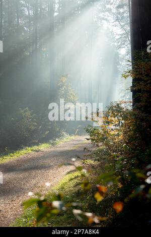 De beaux rayons de soleil illuminent la route forestière. Pologne, Pologne, Europe Banque D'Images