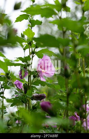 Fleur d'hibiscus rose en fleurs sur le Bush, gros plan, faible profondeur de champ. Banque D'Images