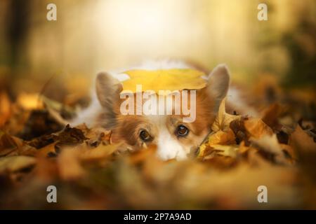 Chien gallois Corgi Pembroke couché avec une feuille sur sa tête dans le paysage d'automne. Pologne Banque D'Images