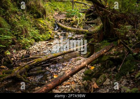 Échelles en bois sur le ruisseau dans les gorges du paradis slovaque. Slovaquie, Parc national de Slowacki Raj, Slovaquie, Europe Banque D'Images