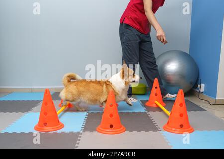 Réadaptation de chien sous les soins humains. Santé animale Banque D'Images