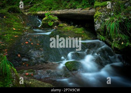 Échelles en bois sur le ruisseau dans les gorges du paradis slovaque. Slovaquie, Parc national de Slowacki Raj, Slovaquie, Europe Banque D'Images