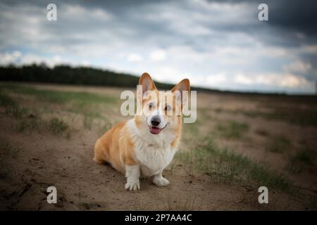 Un chien gallois de Corgi Pembroke se trouve dans le désert. Été Banque D'Images