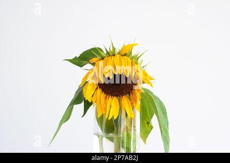 Tête et tige de tournesol mourante dans un vase, gros plan en studio, isolé sur fond blanc. Banque D'Images