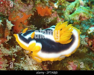 Escargot d'Afrique (Chromodoris africana), site de plongée du parc national de la baie de Sodwana, réserve marine de Maputaland, KwaZulu Natal, Afrique du Sud Banque D'Images