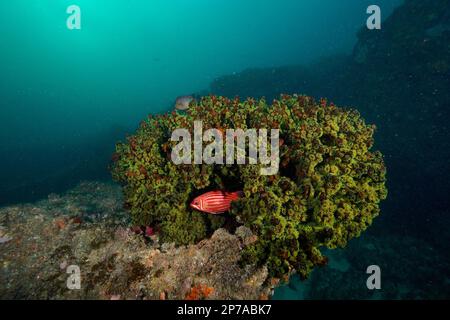 Corail d'arbre vert (Tubastrea micranthus) et diademhusar (Sargocentron diadema), site de plongée Aliwal Shoal, Umkomaas, KwaZulu Natal, Afrique du Sud Banque D'Images