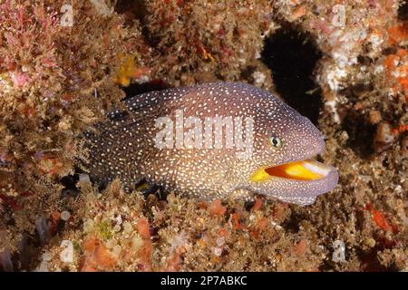 Gros plan sur le moray étoilé (Gymnothorax nudivomer), site de plongée Aliwal Shoal, Umkomaas, KwaZulu Natal, Afrique du Sud Banque D'Images