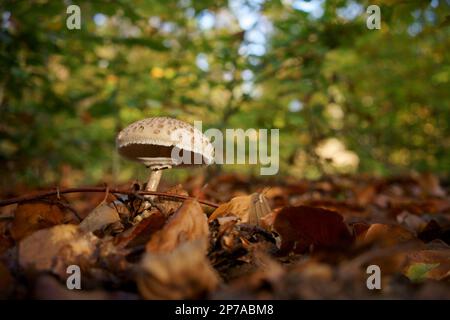 Un jeune champignon parasol (Macrolepiota procera) (champignon parasol géant commun) dans une forêt en automne. Allemagne, Brandebourg, quartier de Barnim Banque D'Images