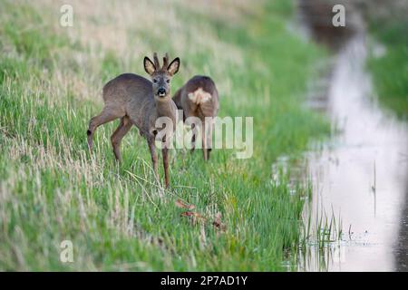 Chevreuil européen (Capreolus capreolus), buck, homme, Vechta, Basse-Saxe, Allemagne Banque D'Images